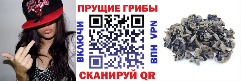 Купить где  Сокол  Галлюциногенные грибы прущие грибы 